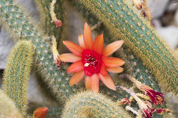 best things to do in cordoba